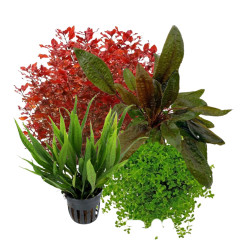 Pack Plantas Fácil Manutenção Pack Plantas Fácil Manutenção
