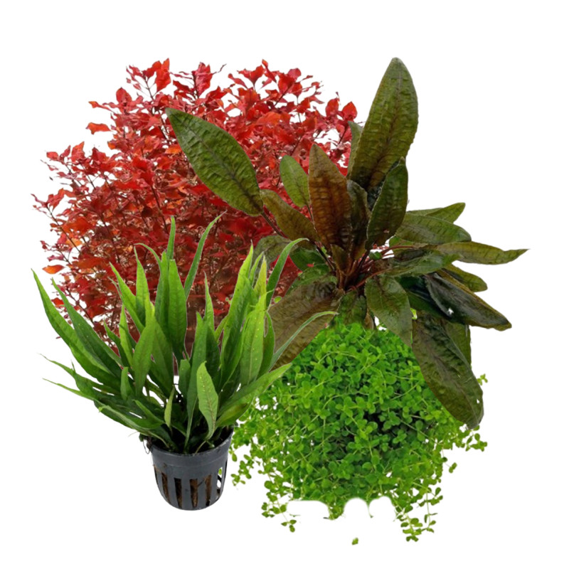 Pack plantas fácil manutenção (B. caroliniana + E. Bleherae + C. wendtii Green + H. siamensis)