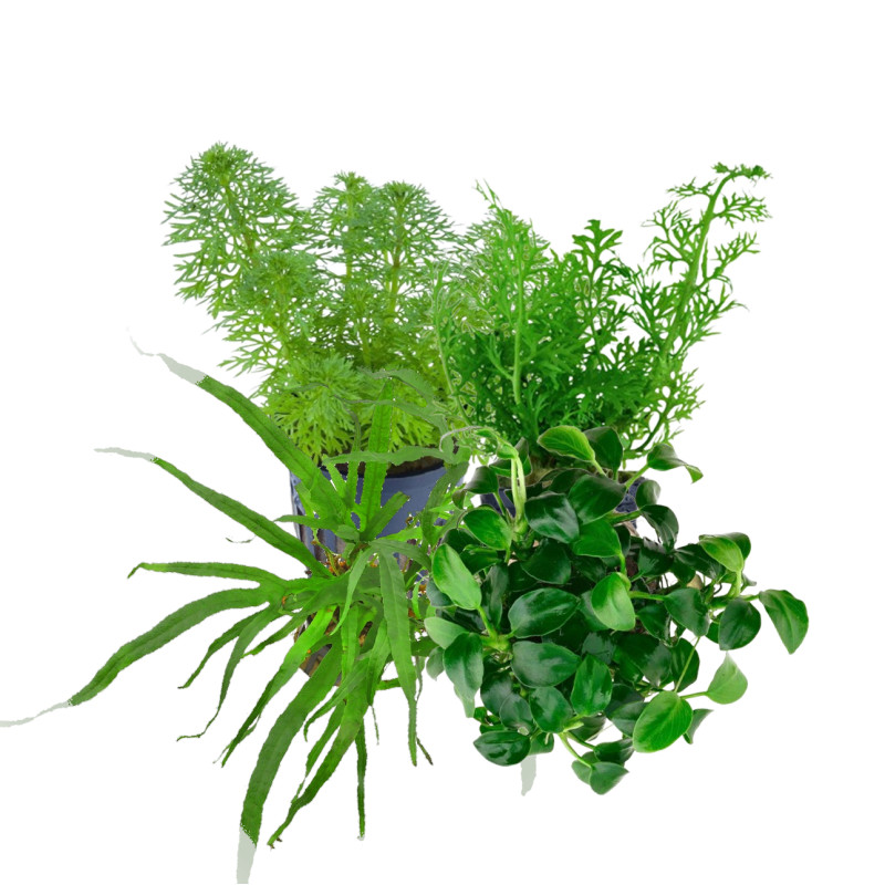 Pack plantas fácil manutenção (B. caroliniana + E. Bleherae + C. wendtii Green + H. siamensis)