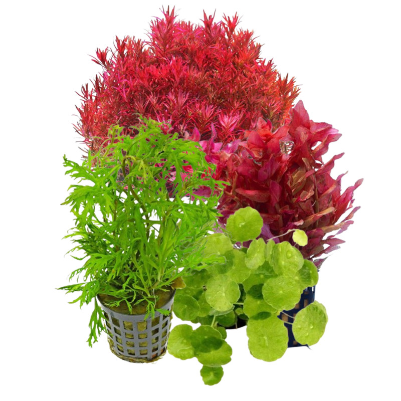 Pack plantas fácil manutenção (B. caroliniana + L. sessiflora + H. compact + M. pteropus)