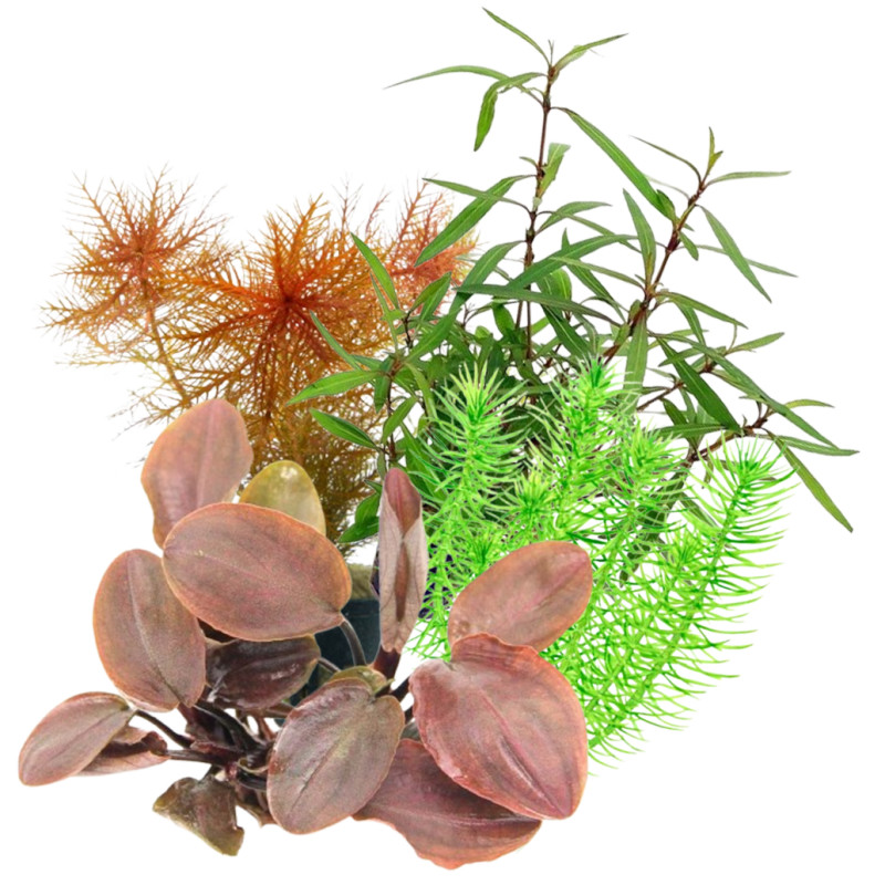 Pack Plantas Média Manutenção II