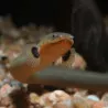 Ropefish - Erpetoichthys calabaricus 20-30cm