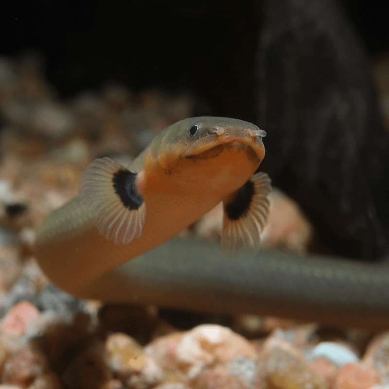 Peixe Corda - Erpetoichthys calabaricus