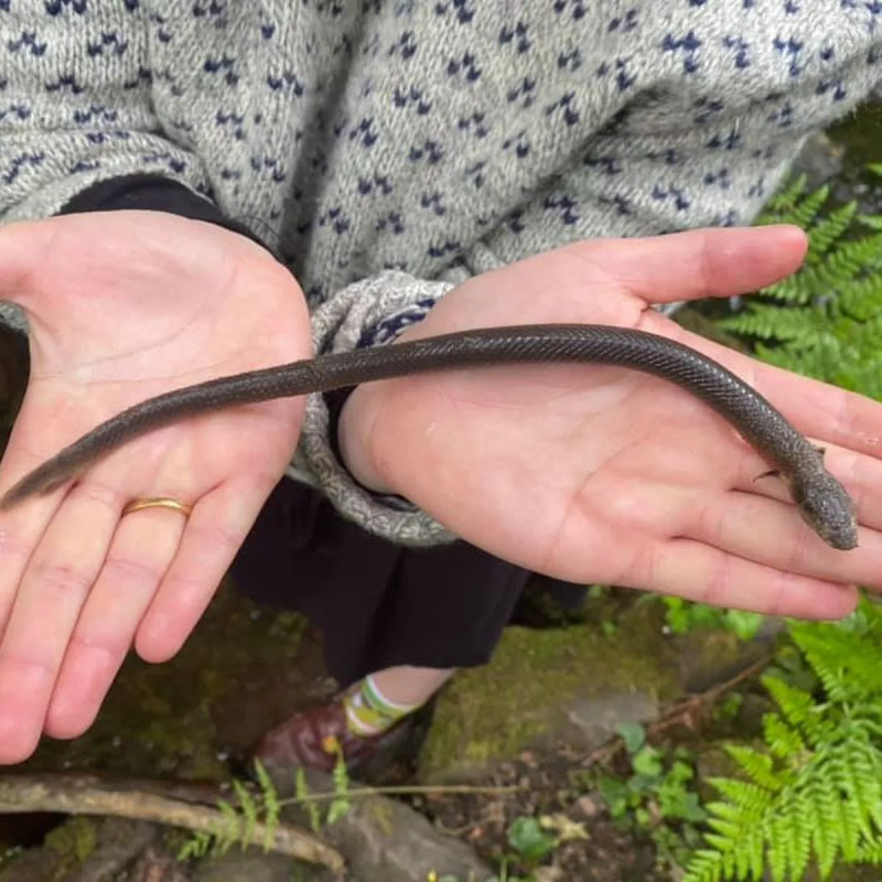 Erpetoichthys calabaricus