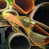 Ancistro Gold Long Fin - Ancistrus sp. - S