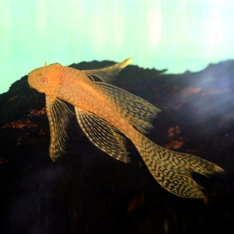 Aleta larga Ancistrus Gold 2.5-3 Aleta larga Ancistrus Gold 2.5-3
