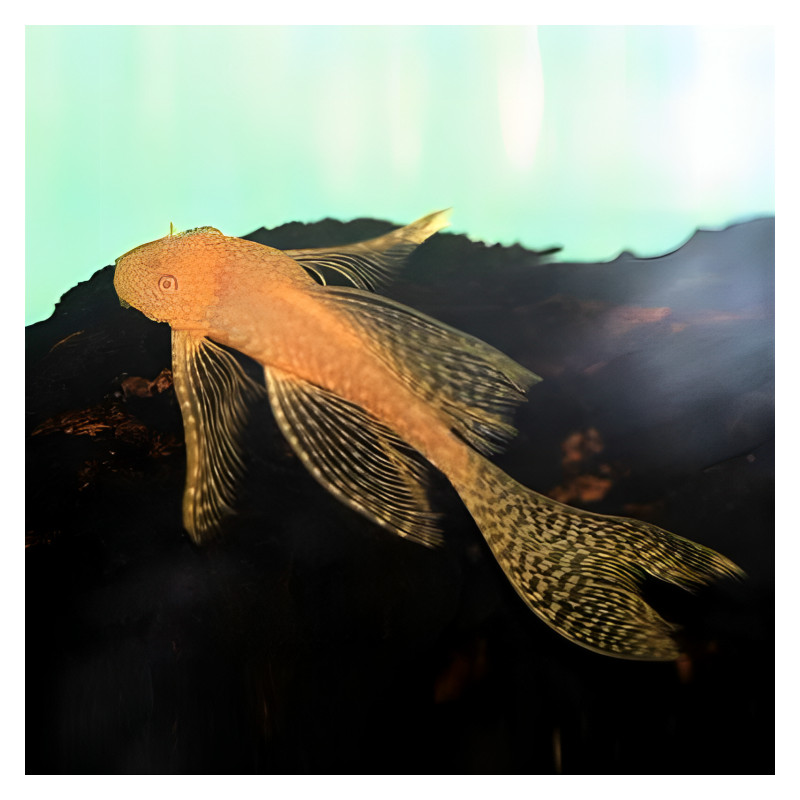 Aleta larga Ancistrus Gold 2.5-3