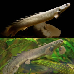 Polypterus senalus, Bichir Senegal Polypterus senalus, Bichir Senegal