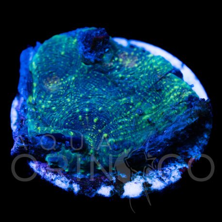 Acanthastrea echinata I