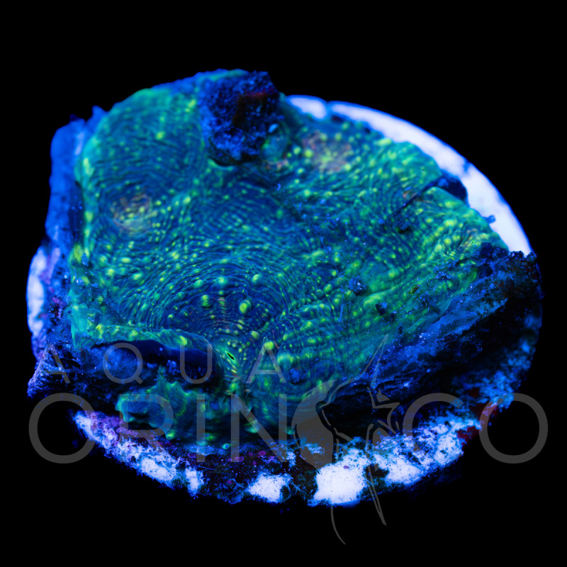Acanthastrea echinata I