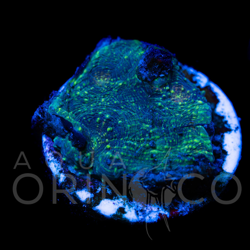 Acanthastrea echinata I