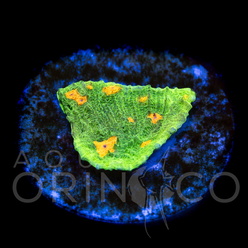 Echinophyllia sp. Rainbow Chalice II
