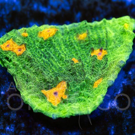 Echinophyllia sp. Rainbow Chalice II