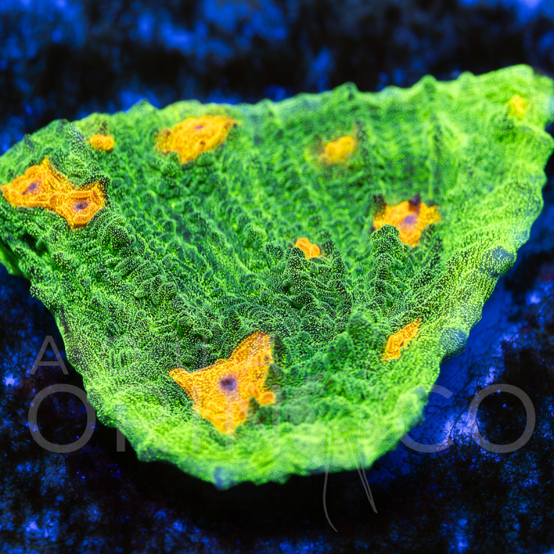 Echinophyllia sp. Rainbow Chalice II