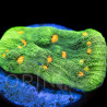 Echinophyllia sp. Space Invader II WYSYWIG
