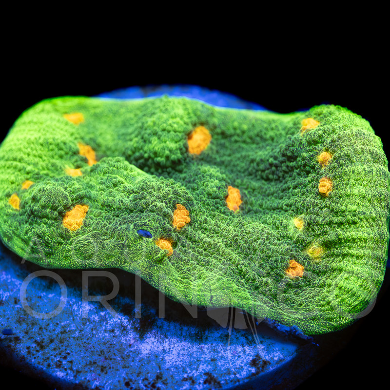 Echinophyllia sp. Space Invader II WYSYWIG