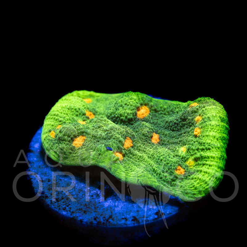 Echinophyllia sp. Space Invader II WYSYWIG