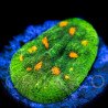 Echinophyllia sp. Space Invader III WYSYWIG