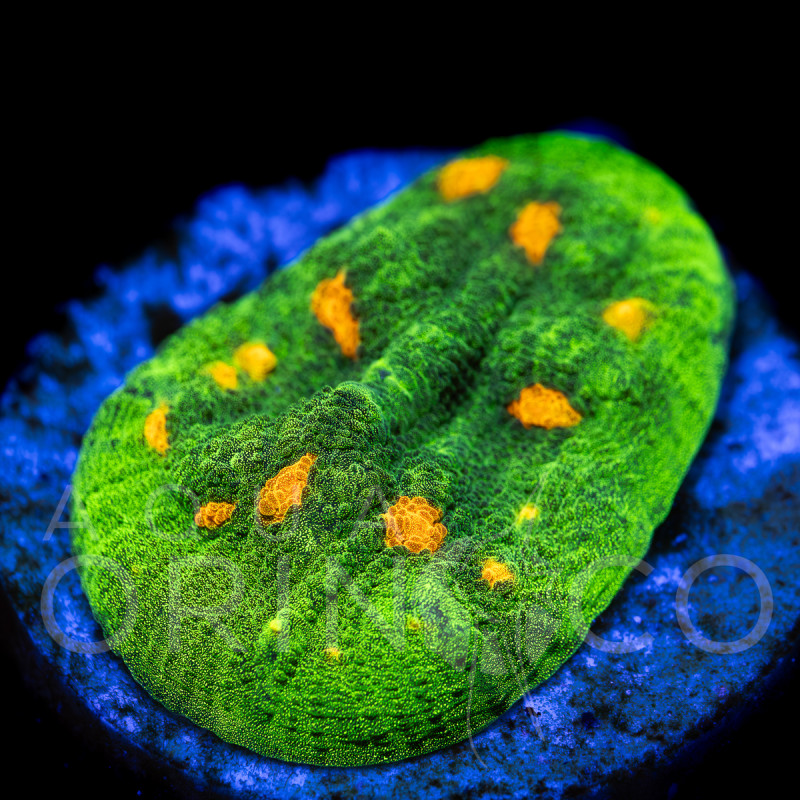 Echinophyllia sp. Space Invader III WYSYWIG