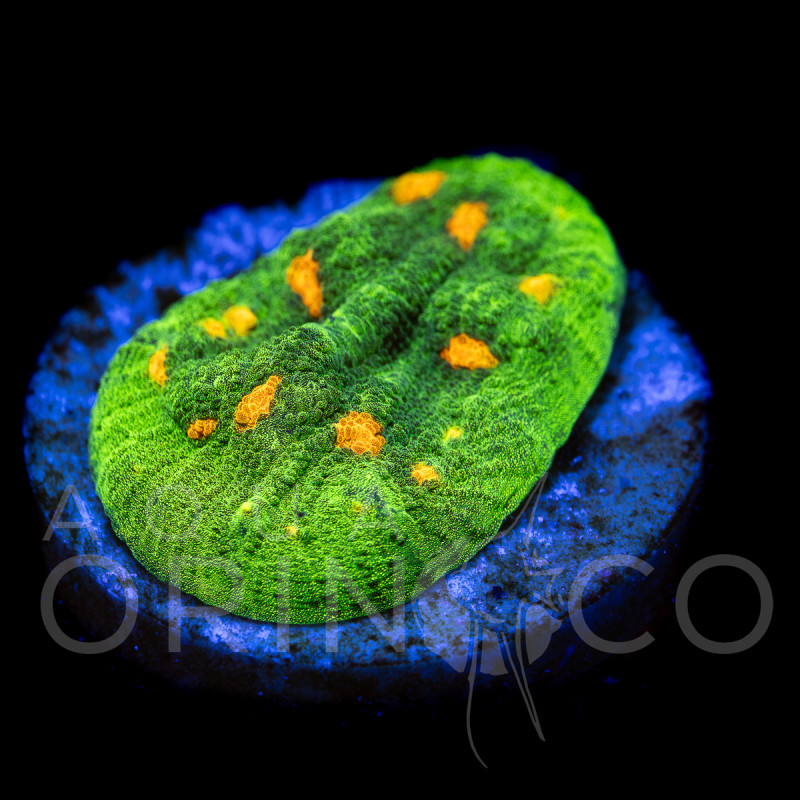 Echinophyllia sp. Space Invader III WYSYWIG