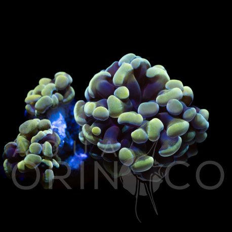 Euphyllia parancora Reverse