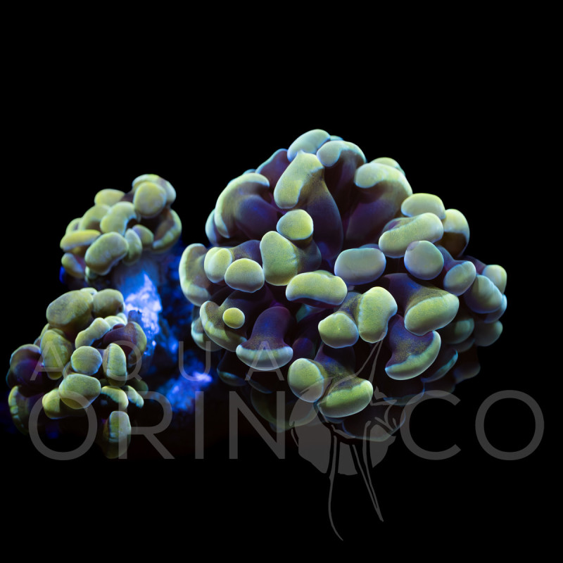 Euphyllia parancora Reverse