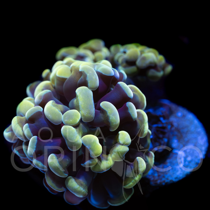 Euphyllia parancora Reverse