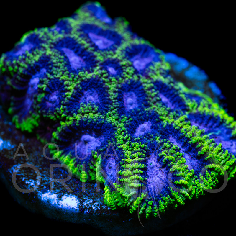Favia sp. "Green Soul"