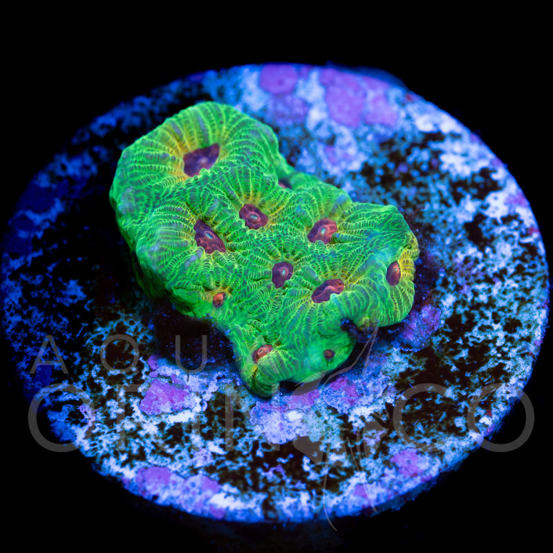 Favites sp. Candy Corn II WYSYWIG