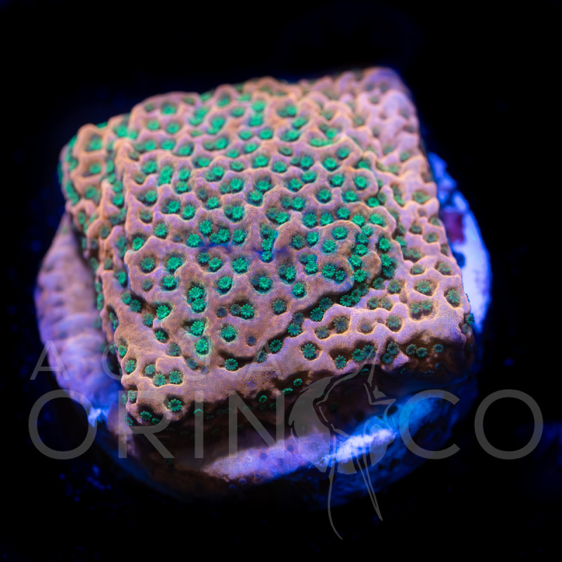 Montipora Rainbow WYSYWIG II
