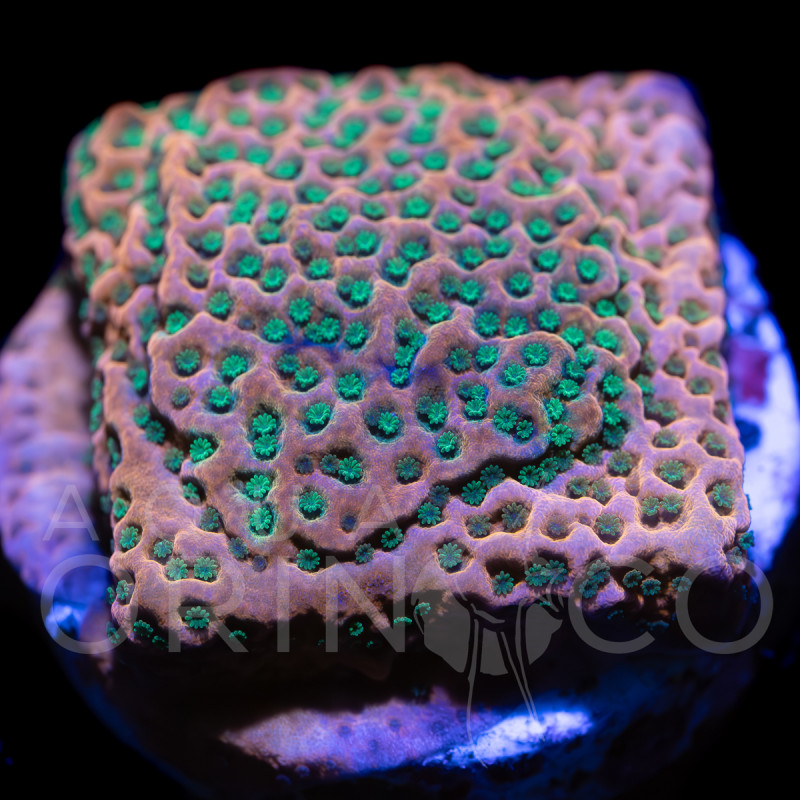 Montipora Rainbow WYSYWIG II