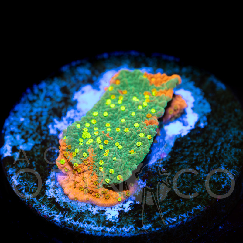 Montipora Foliosa Orange WYSYWIG