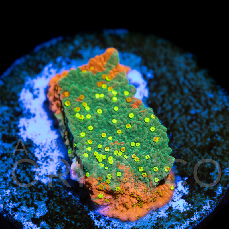Montipora Foliosa Orange WYSYWIG