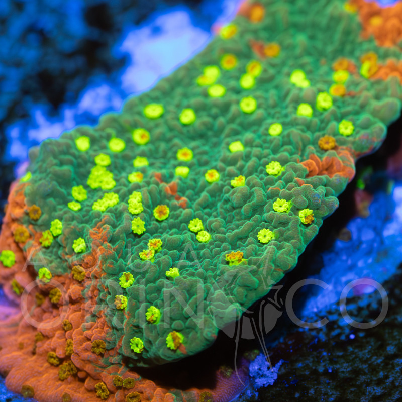 Montipora Foliosa Orange WYSYWIG