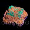 Montipora sp. WWC Sunfire Grafted II  WYSYWIG