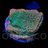 Montipora sp. Phoenix Evolutiuon II WYSYWIG