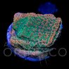 Montipora sp. Phoenix Evolutiuon II WYSYWIG