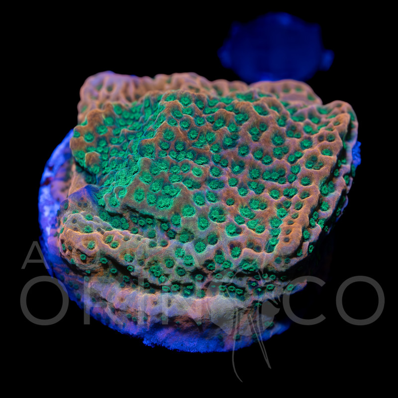 Montipora sp. Phoenix Evolutiuon II WYSYWIG