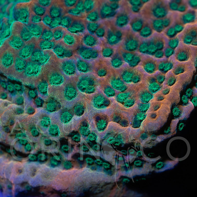 Montipora sp. Phoenix Evolutiuon II WYSYWIG