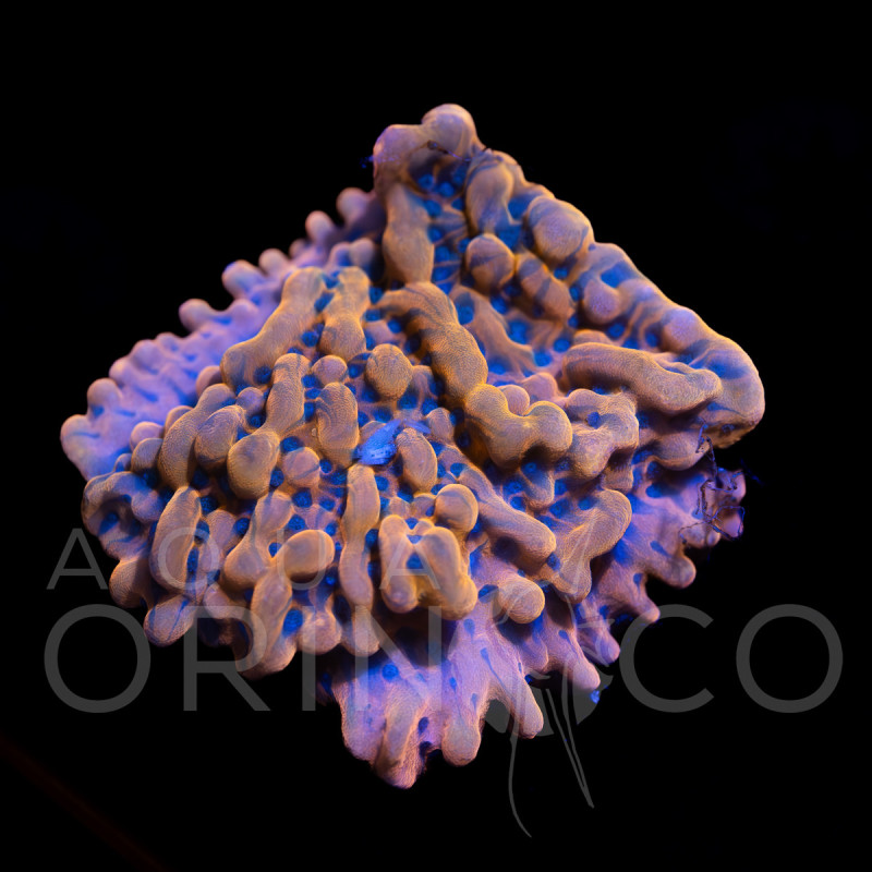 Montipora digitata Red