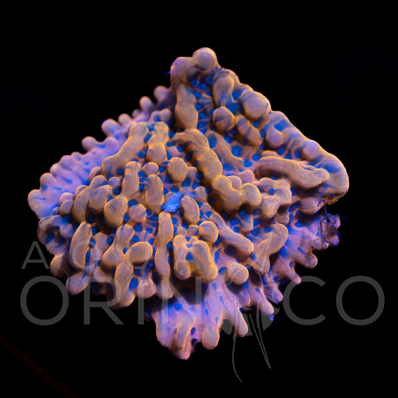 Montipora digitata Red
