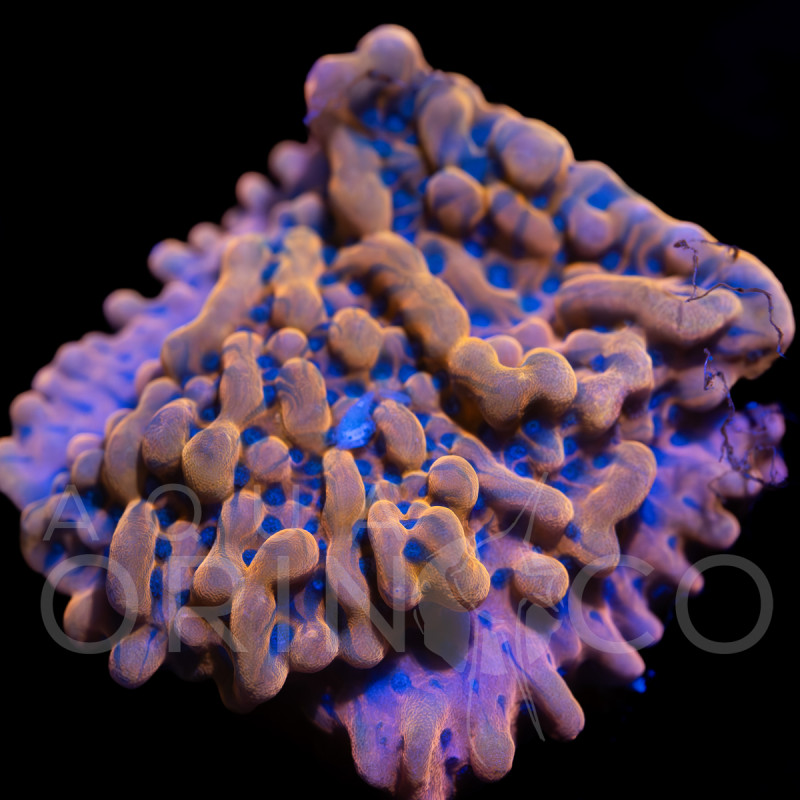 Montipora digitata Red