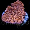 Montipora sp. JF Mean Streak WYSYWIG