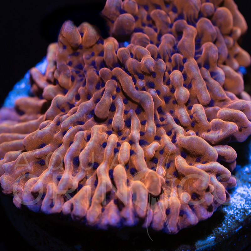 Montipora sp. JF Mean Streak WYSYWIG