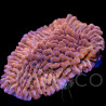 Montipora sp. JF Mean Streak II WYSYWIG