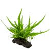 Microsorum pteropus on nano wood