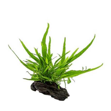 Microsorum pteropus on nano wood