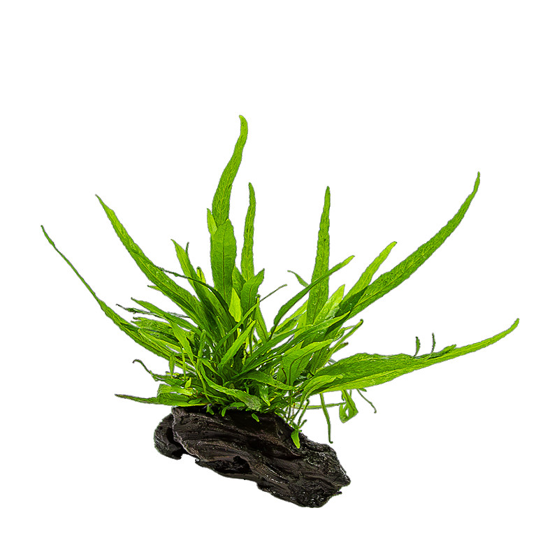Microsorum pteropus on nano wood