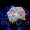 Echinophyllia spp Katar Orenji Chalice WYSYWIG