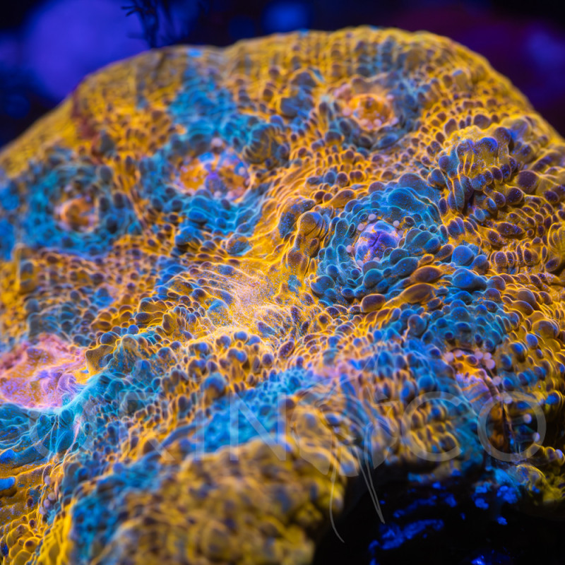 Echinophyllia spp Katar Orenji Chalice WYSYWIG